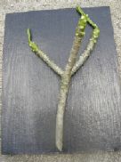 Plumeria Frangipani tip Cuttings triples
