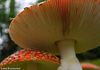 Wild Mushrooms, Poulsbo, WA