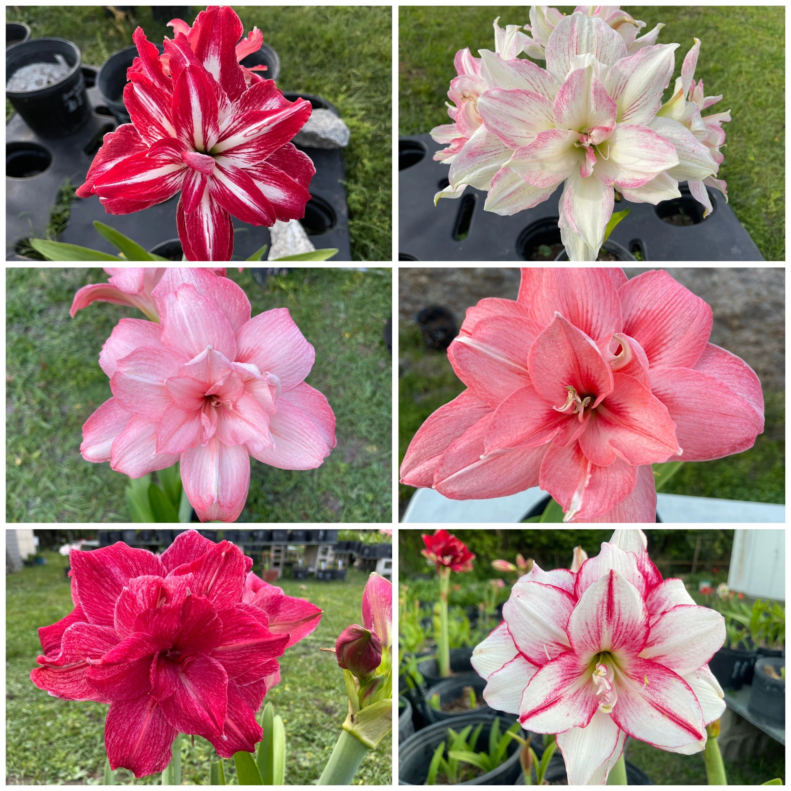 Sweet Dream Amaryllis