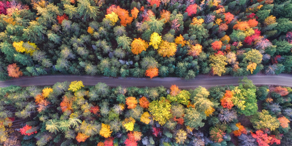 Trees on a path