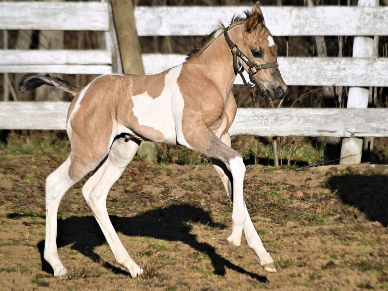 A young pinto foal trotting in a fenced area on a sunny day.