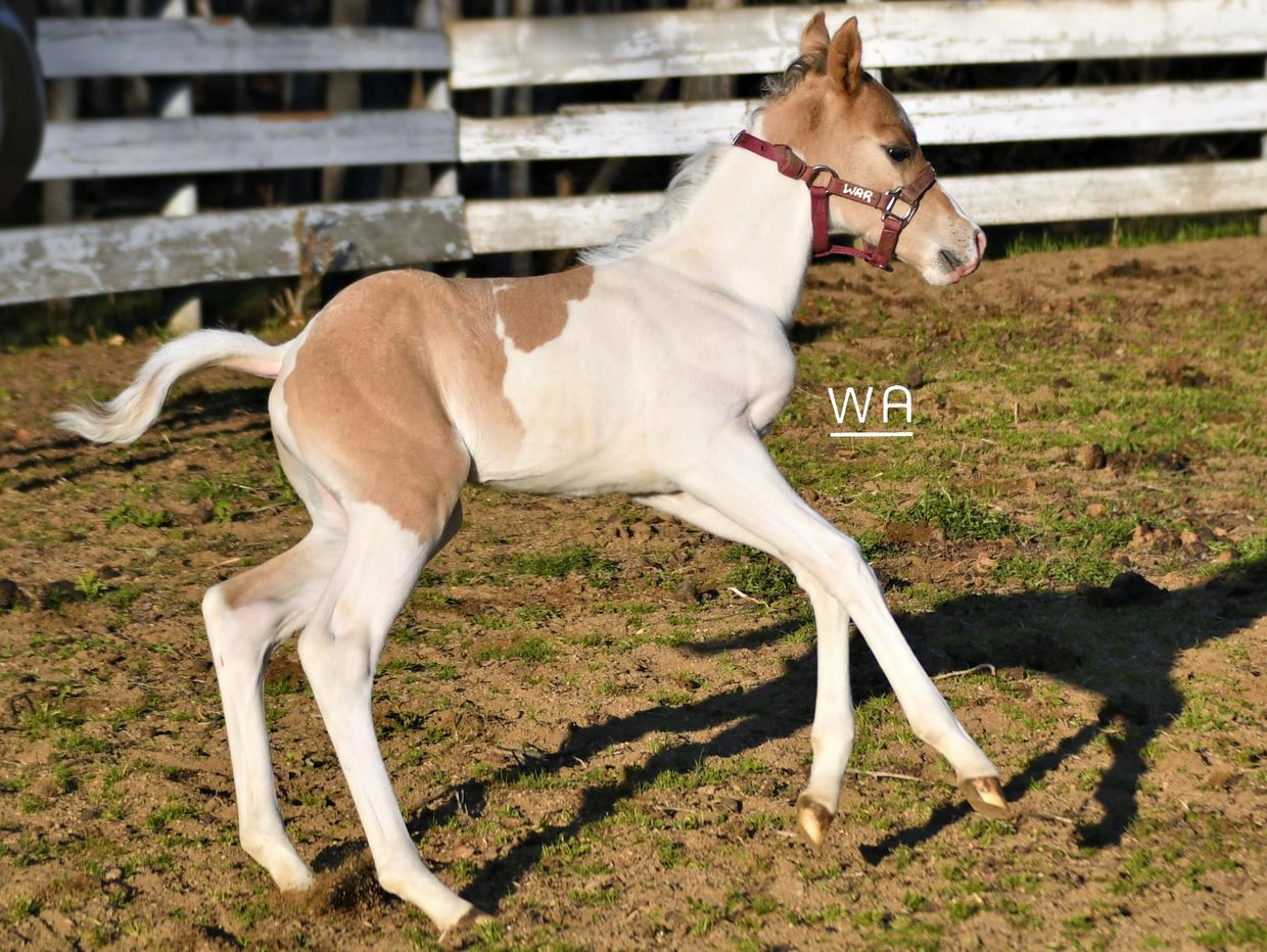 A young foal with a brown and white coat running in a fenced area.