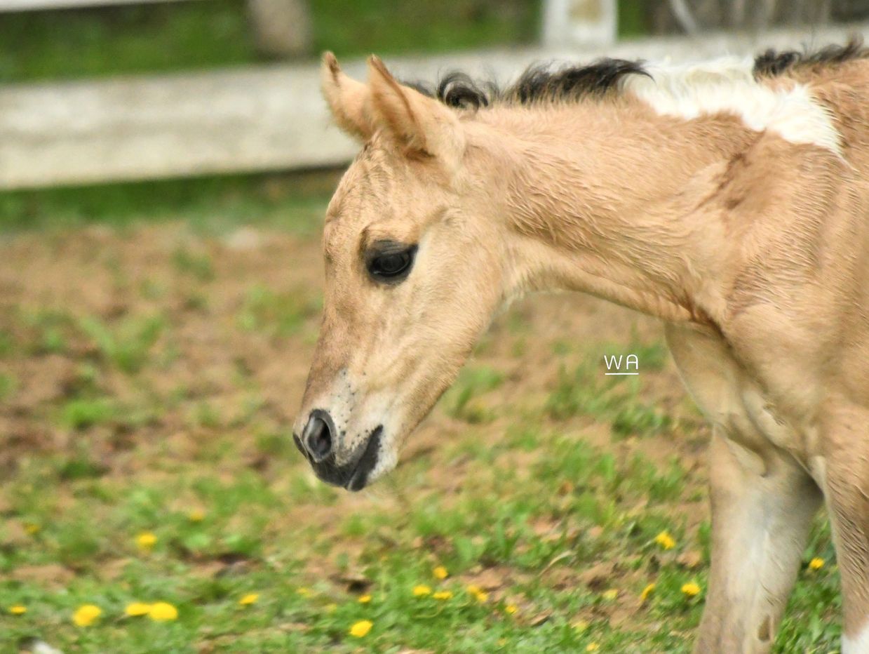 A close-up of a foal's head in a grassy area.