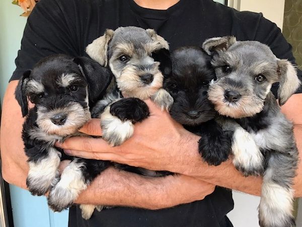 Man holding four gorgeous miniature schnauzer puppies!