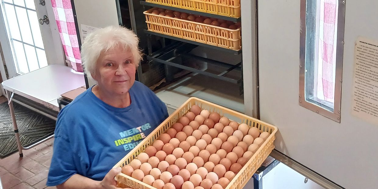 #hatching eggs #fertile eggs incubators #facebookchickens #chickensofinstagram #chickensoffacebook