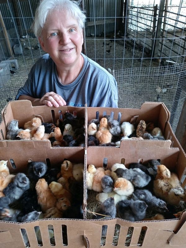 #hatchingchicks #babychicks #fertileeggs #incubating eggs #henstagram #raisingchickens  