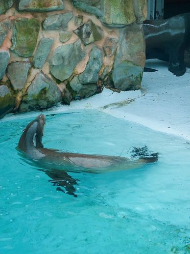 Seal swimming near stone wall in water.