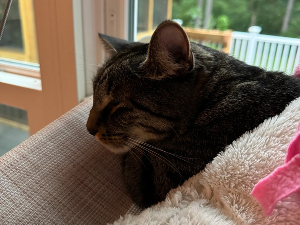 a cat laying under a blanket