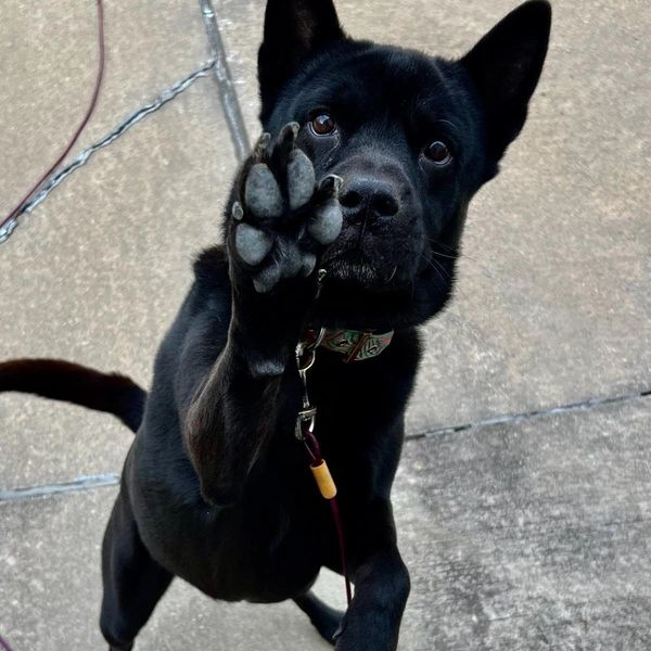 a black dog holding paw up