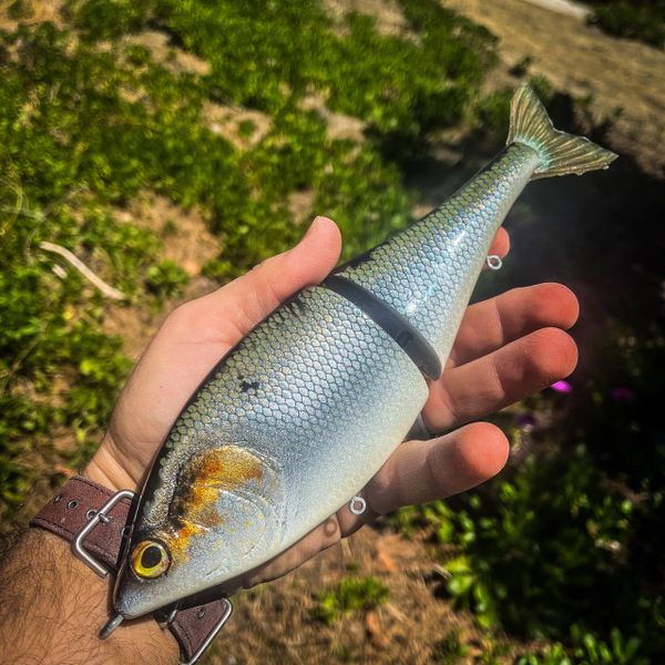 10” glide shad