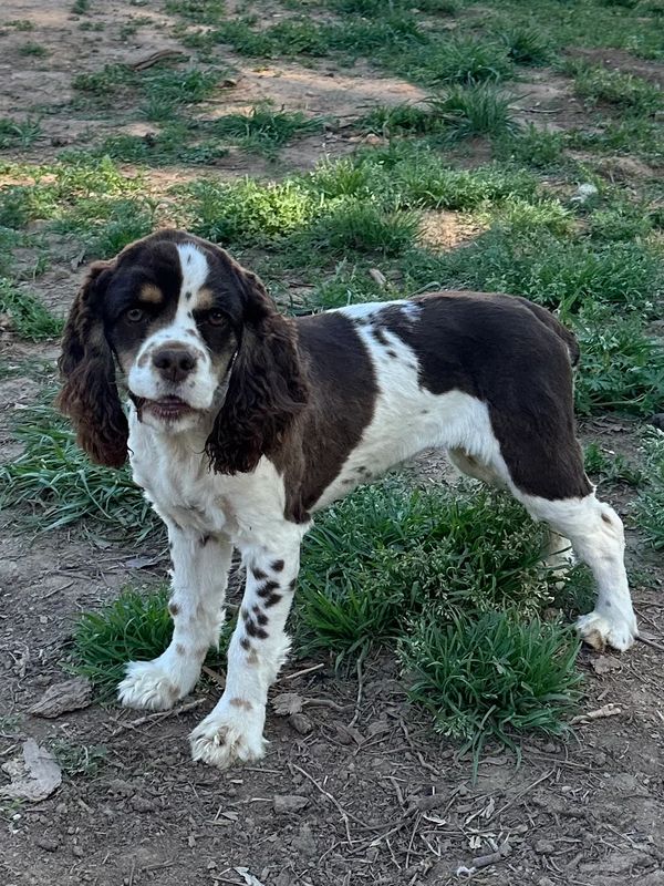 Brown and white spotted dog standing on grass and dirt.