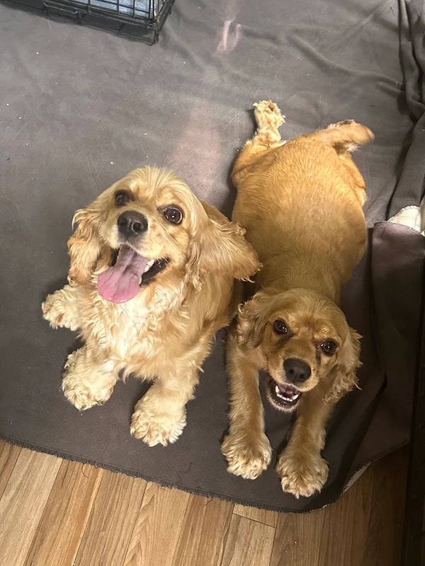 Two happy golden Cocker Spaniels sitting on a rug.