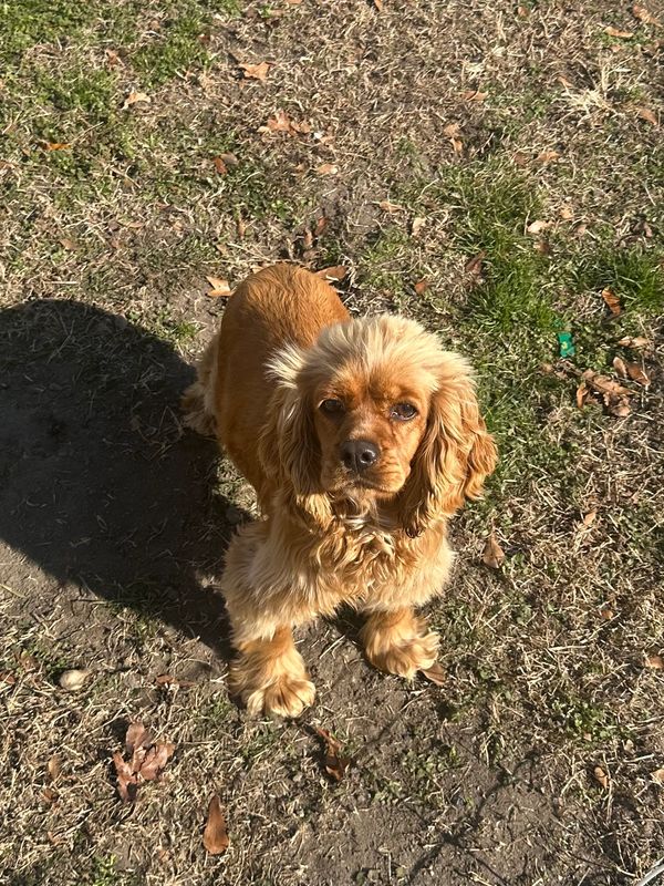 Brown Cocker Spaniel standing on grass.