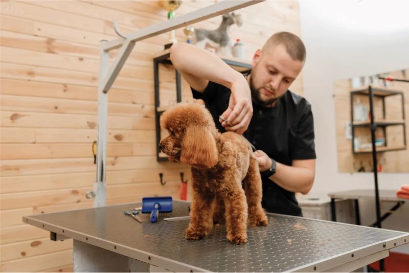 groomer-shaving-dog.webp