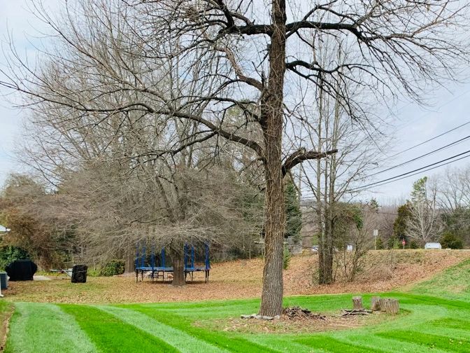 A well-manicured lawn with distinct green mowing patterns, bordered by bare trees and a hedge, forms
