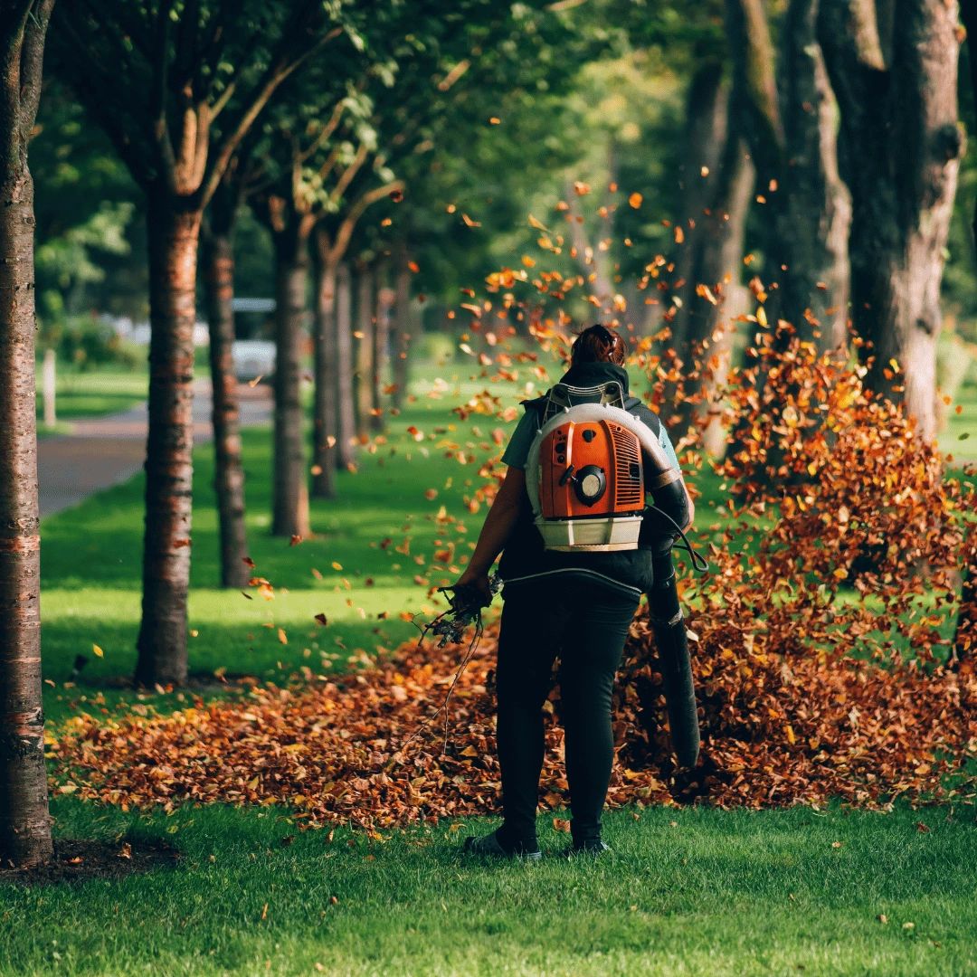 A person with a leaf blower, blowing fallen autumn leaves on a grassy path lined with trees.