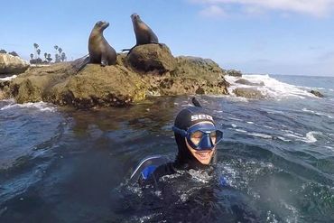 La Jolla Sea Lion and a Diver