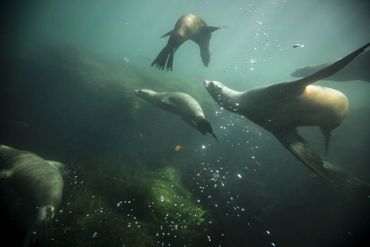 La Jolla Sea Lions