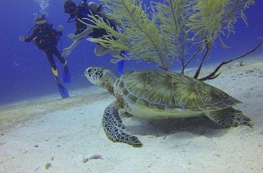 La Jolla Sea Turtle