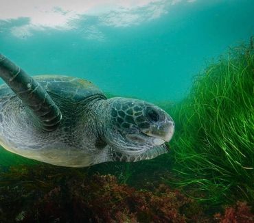 La Jolla Sea Turtle