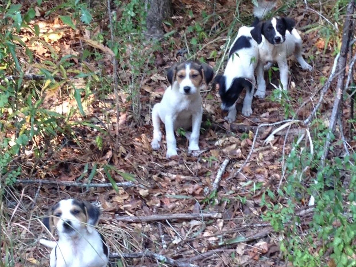 Litter of puppies in the woods rescued by Copiah Animal Shelter