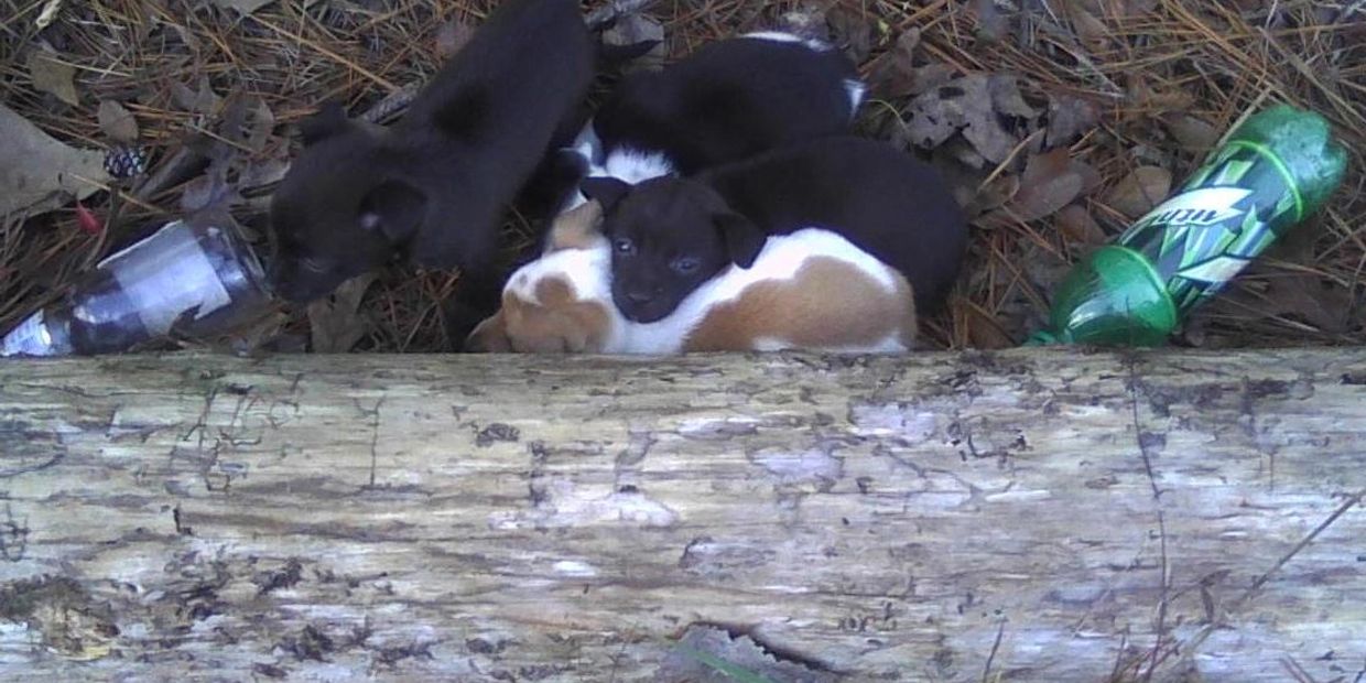 puppies abandoned along busy Highway 27 in Copiah County, MS.