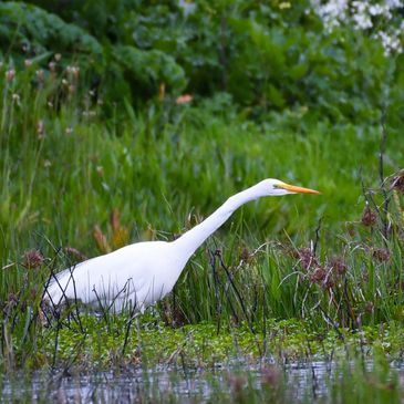 Great Egret hunting for fish at Cosumnes River Preserve in Galt