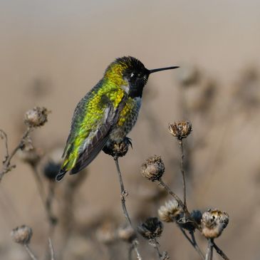 Anna's Hummingbird perched on dried flower blooms on the Pickleweed Trail at Radke Park