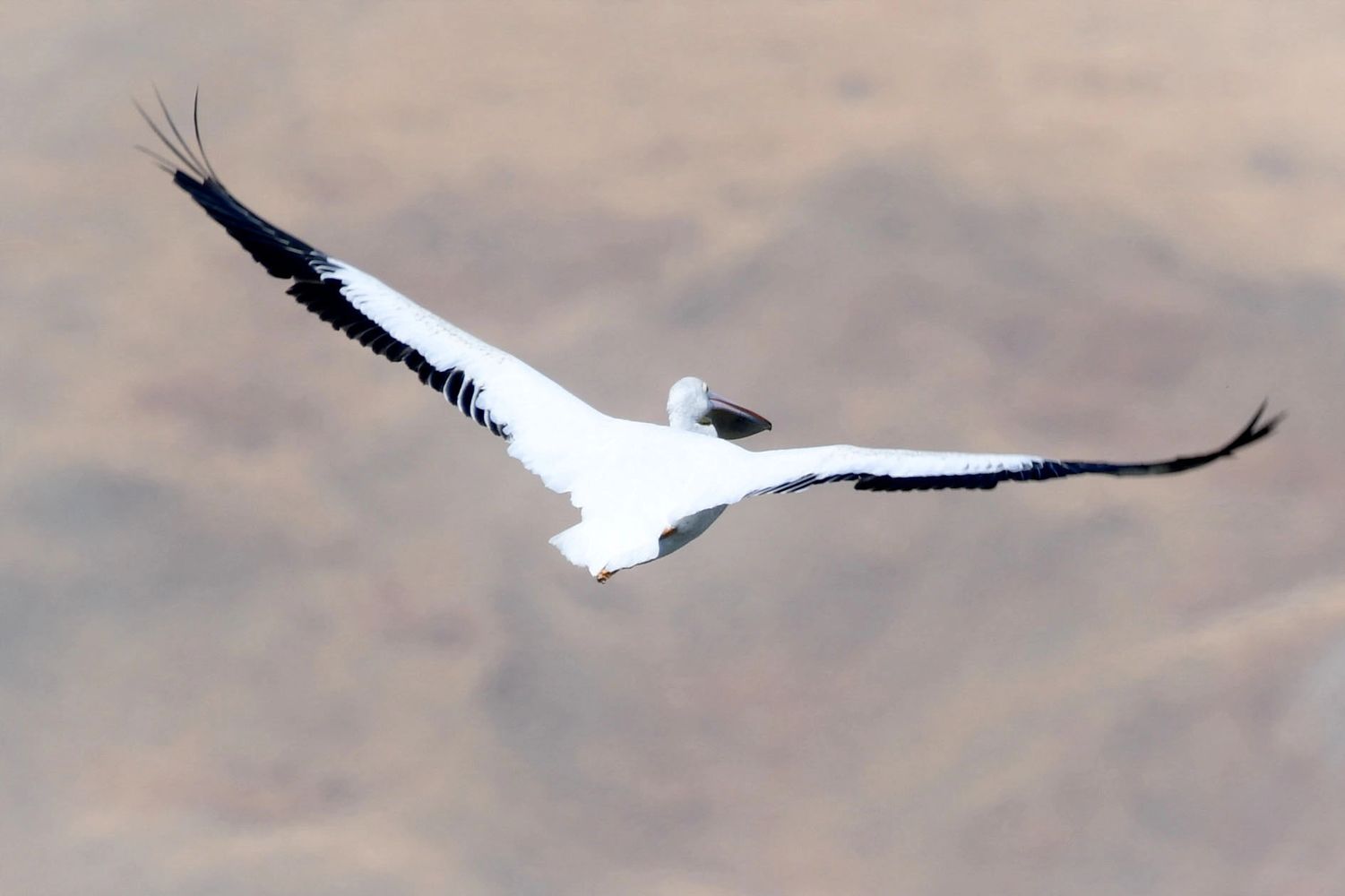 White Pelican, Birds of the California Delta