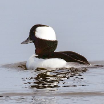 Bufflehead Duck on the Carquinez Strait