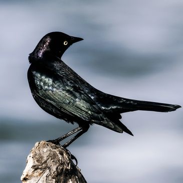 Brewer's Blackbird perched on driftwood at Radke Park on the Carquinez Shoreline