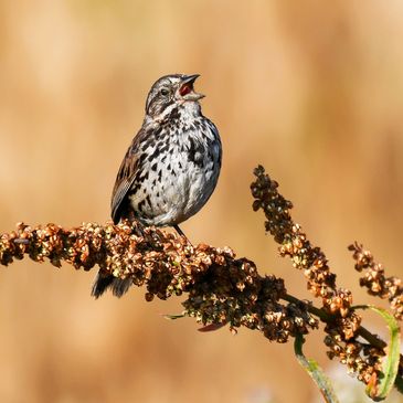 Song Sparrow, Birds of the California Delta