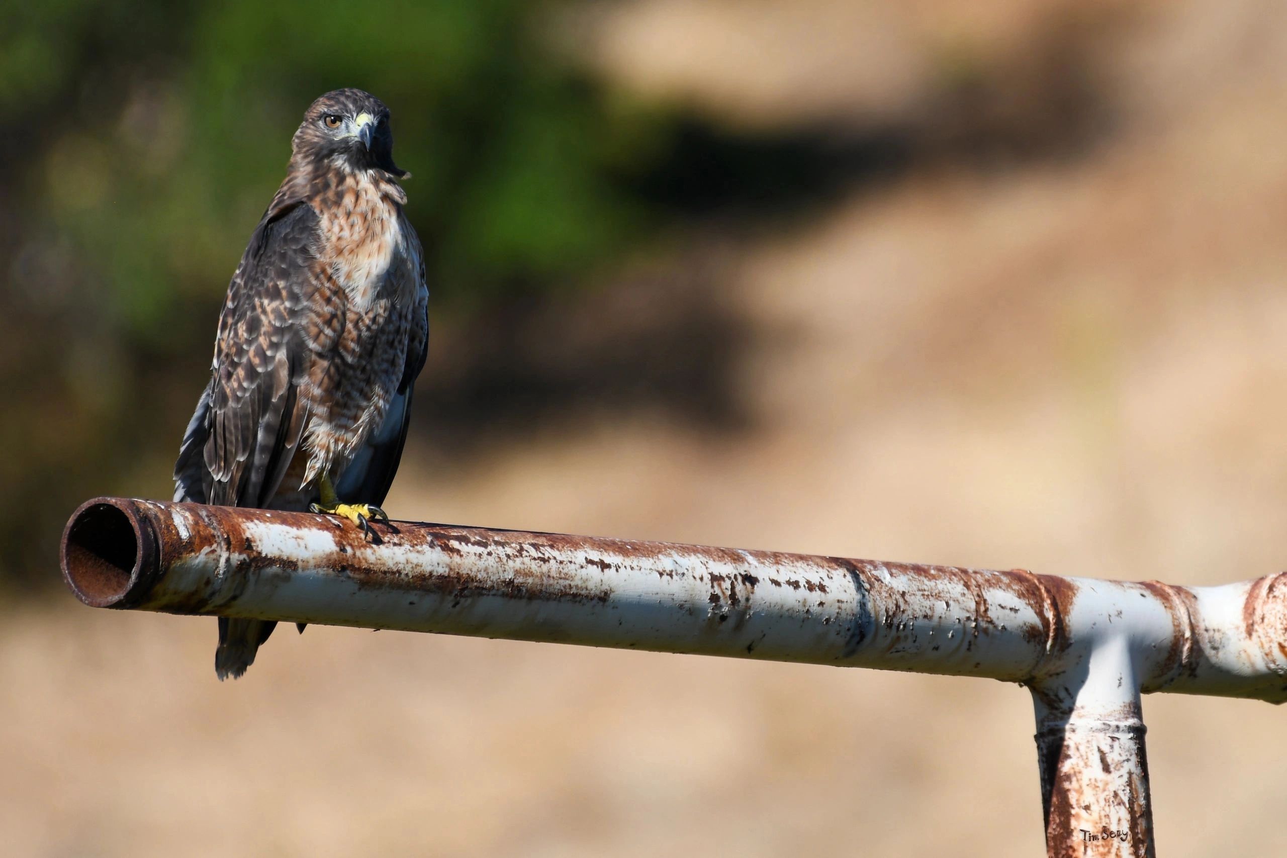 Red-shouldered Hawk, Tim Seay Photography, Birds of the California Delta