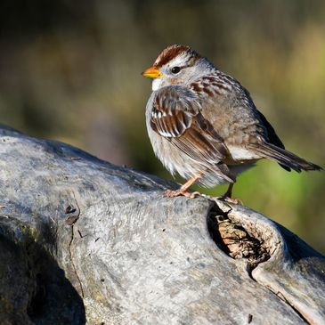 White-crowned Sparrow, Birds of the California Delta , Tim Seay Photography