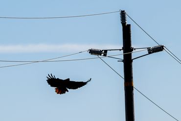 Red-tailed Hawk