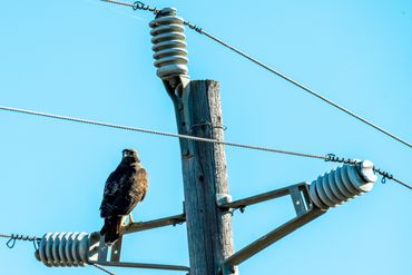 Red-tailed Hawk