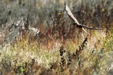 Northern Harrier on Sherman Island Cross Road