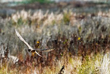 Northern Harrier on Sherman Island Cross Road in Rio Vista...