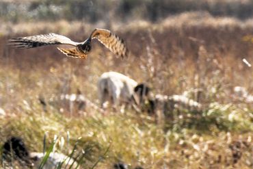 Northern Harrier