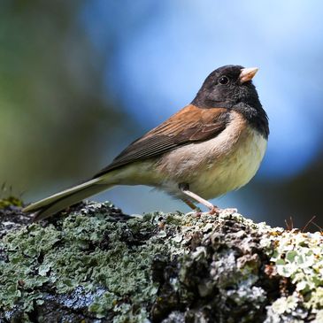 Dark-eyed Junco, Birds of the California Delta
