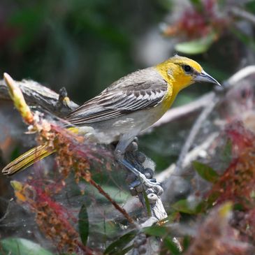 Bullock's Oriole, Birds of the California Delta