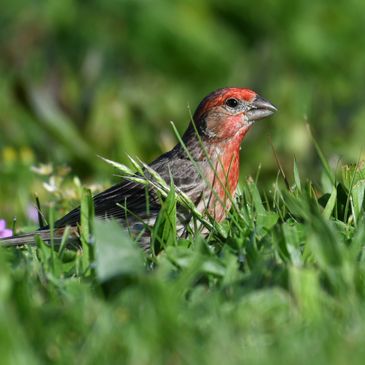 House Finch on the grass at Ferry Point in Martinez