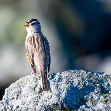 White-crowned Sparrow at Radke Park