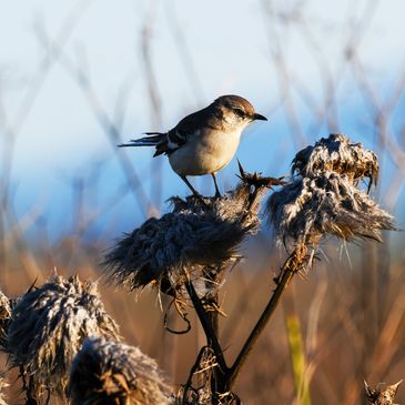 Mockingbird, Birds of the California Delta, Birds