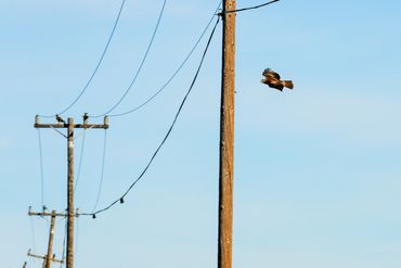 Red-tailed Hawk