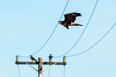 Red-tailed Hawk