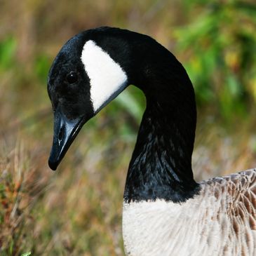 Canada Goose, Birds of the California Delta