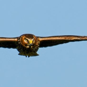 Northern Harrier in flight at Pacheco Marsh