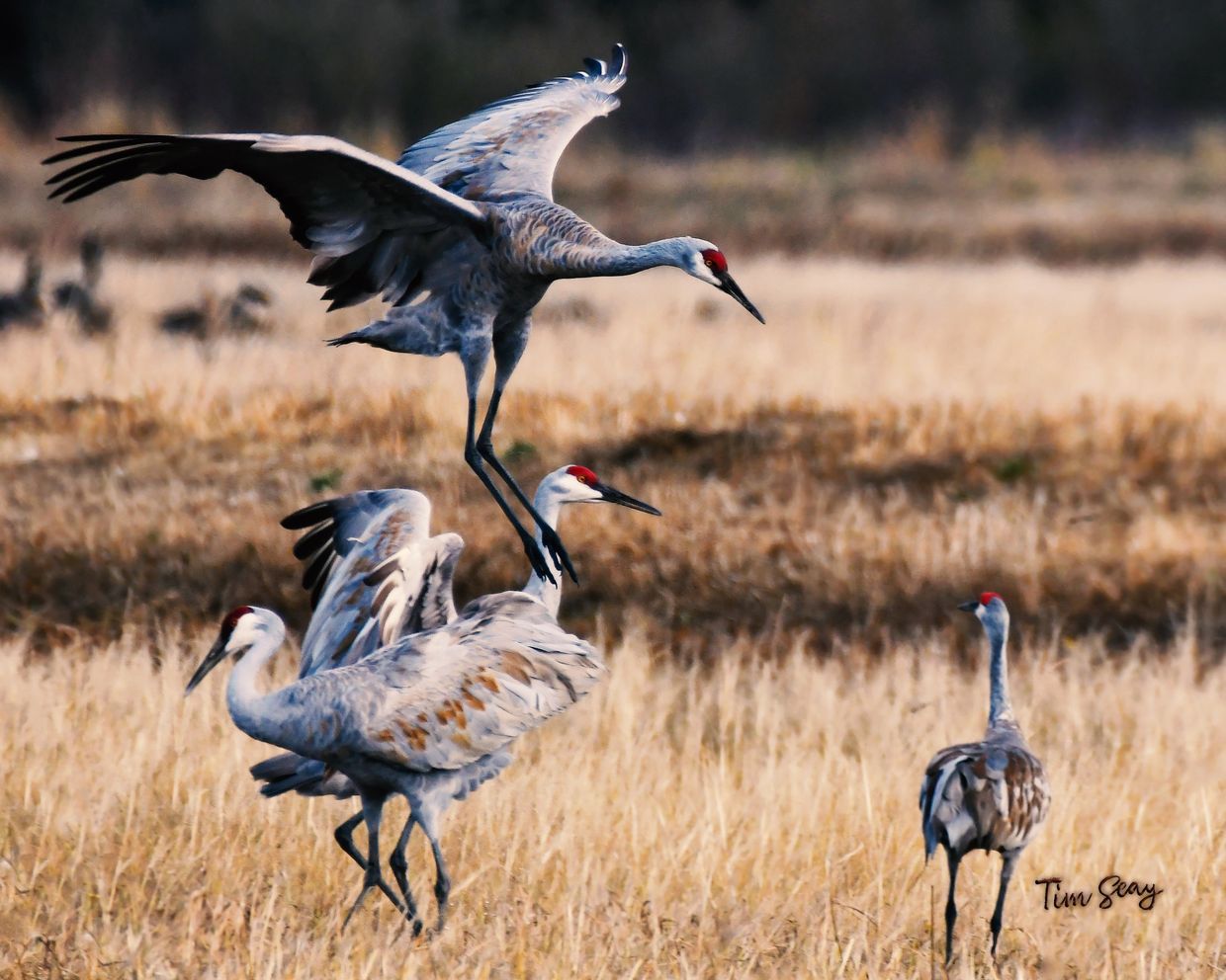 Sandhill Cranes on Desmond Road at Cosumnes River Preserve
