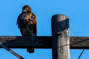 Red-tailed Hawk